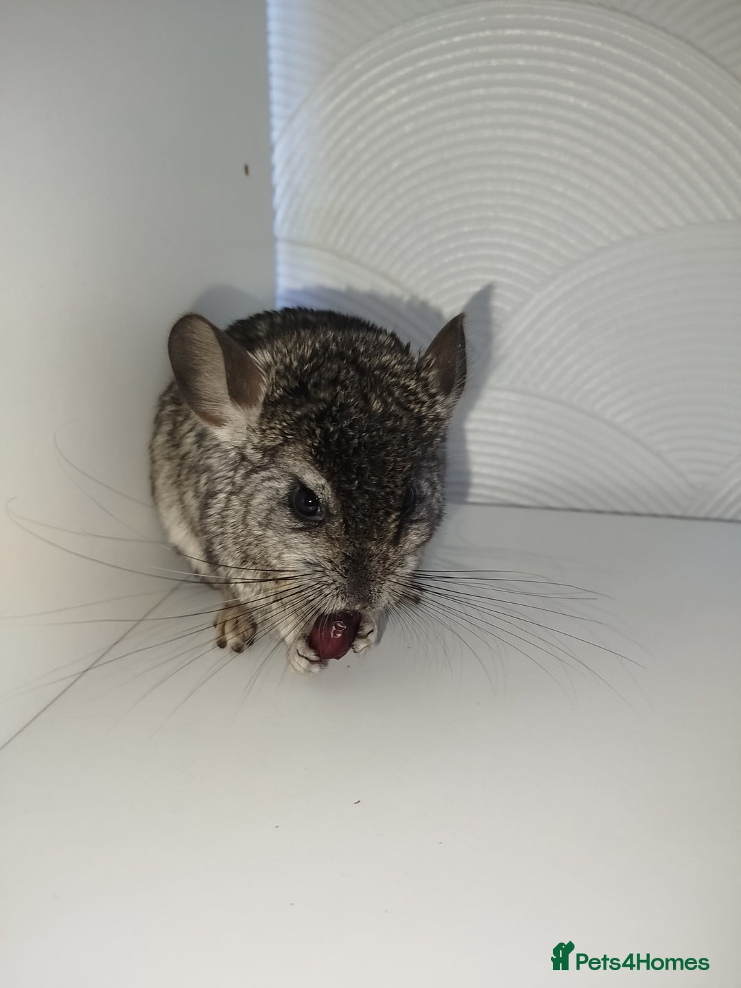 Chinchilla rodents for sale: Friendly chinchilla male  - Advert 2