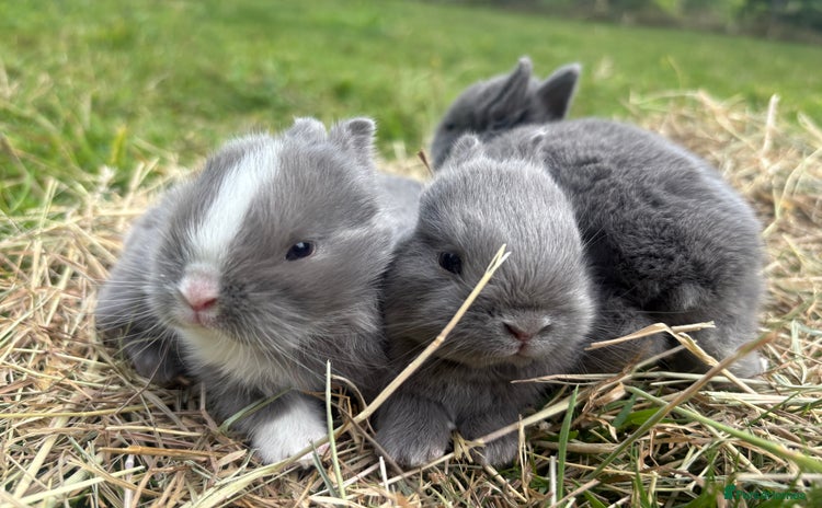 Netherland Dwarf rabbits - Advert 4