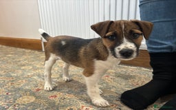 Jack Russell dogs for sale: One 10week old docked pure breed broken coated boy - Image 10