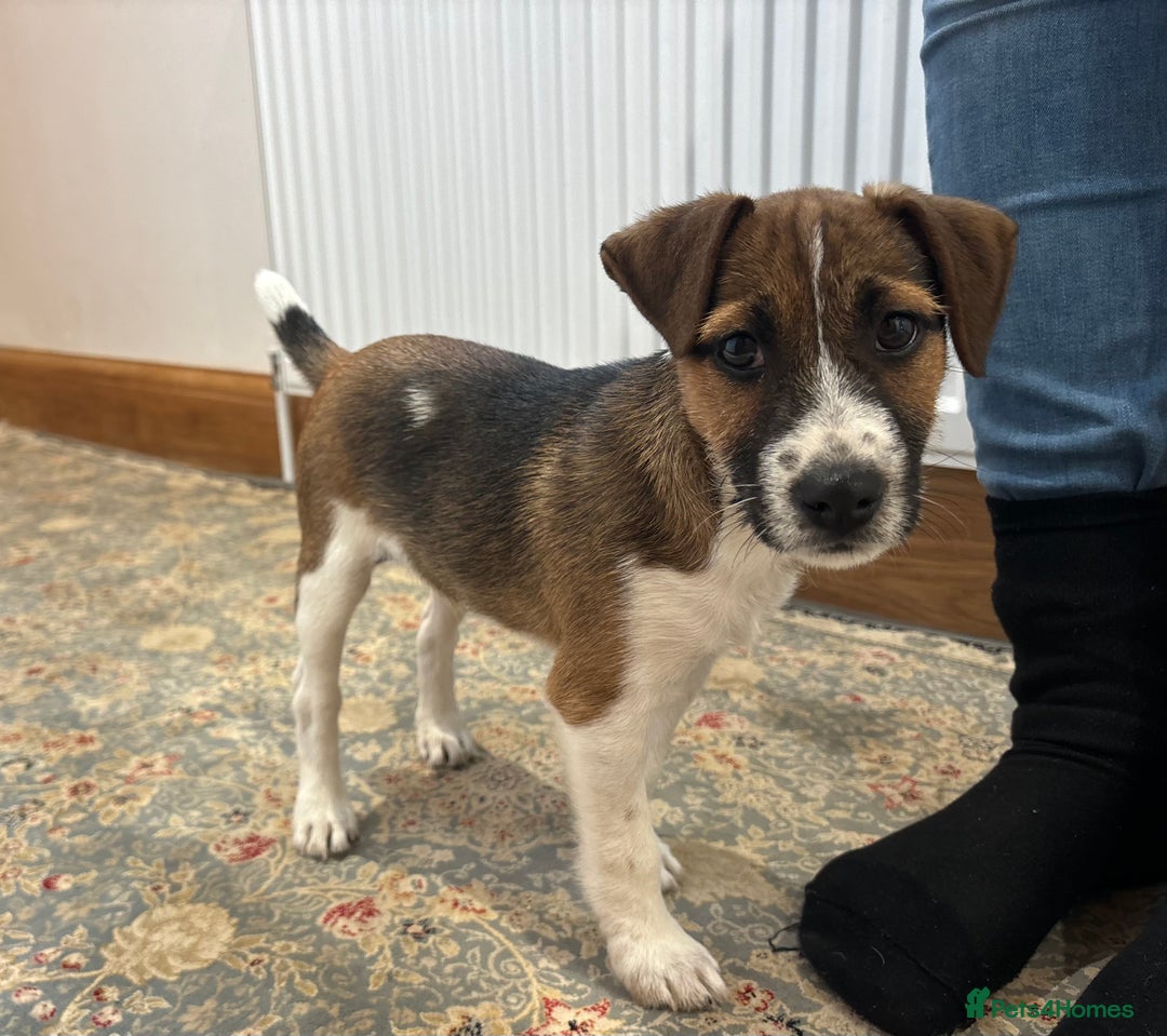 Jack Russell dogs for sale: One 10week old docked pure breed broken coated boy - Image 10