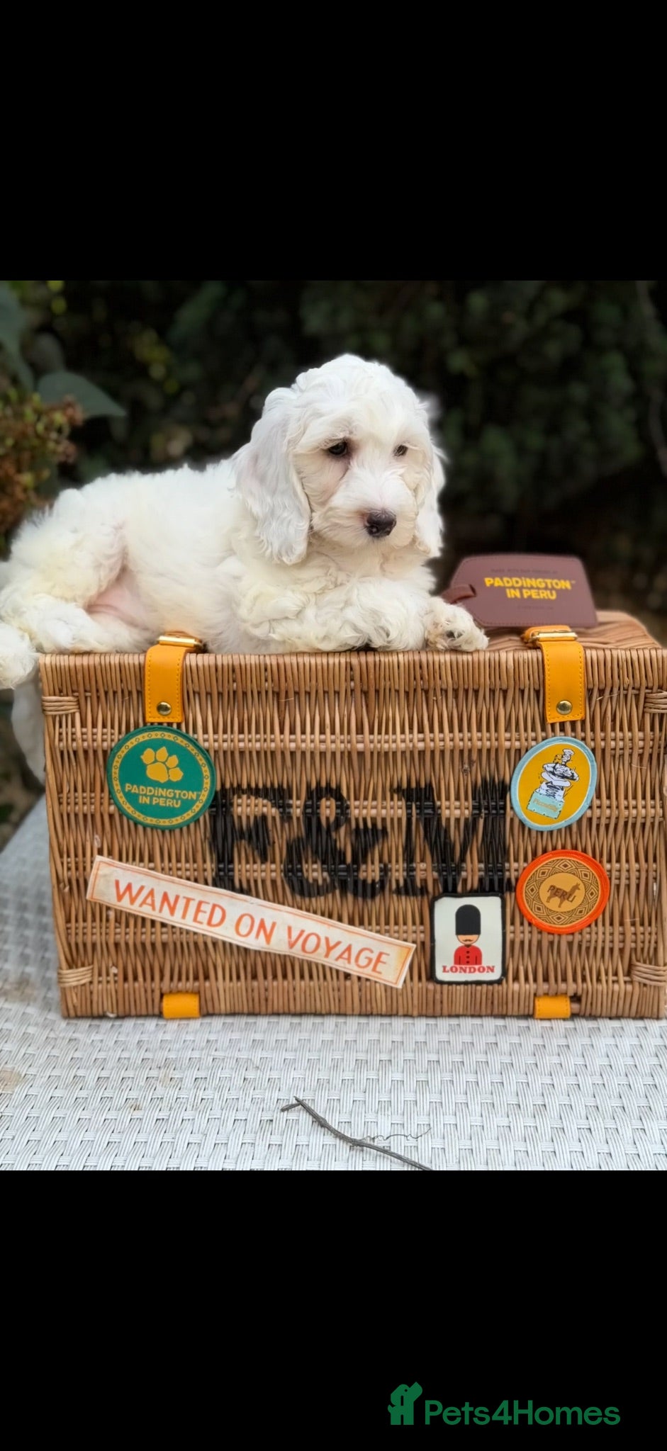 Cockapoo dogs F1 stunning cockapoos  - Advert 2