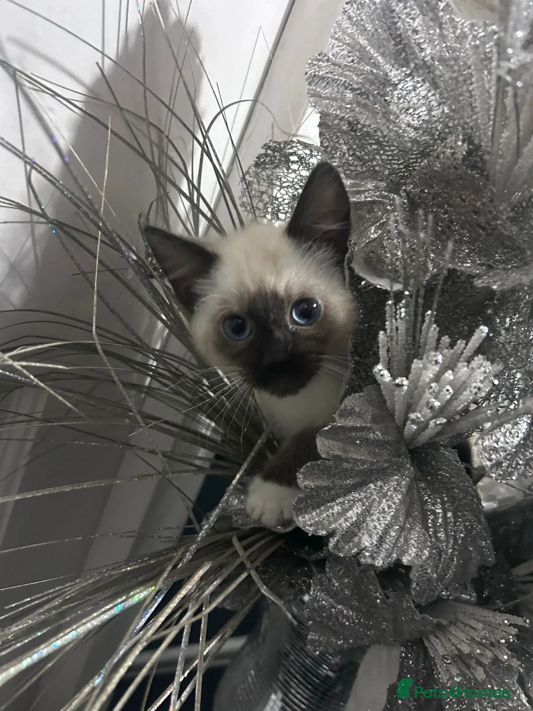 Mixed Breed cats for sale: Mixed tabby/ragdoll - Advert 2