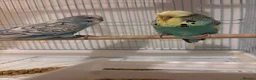 Budgerigars birds for sale: Pair of budgies for sale in Harrow - Advert 2
