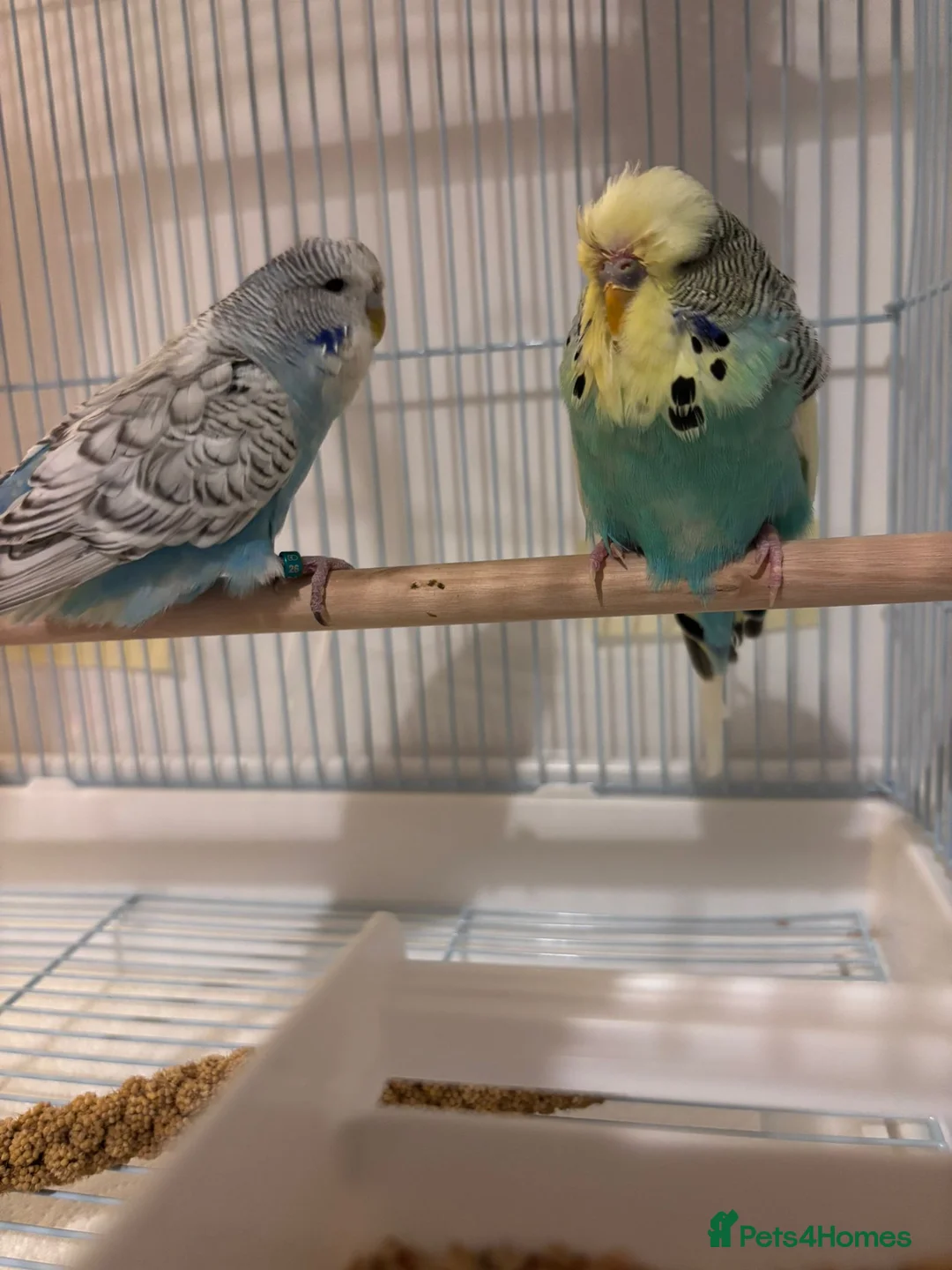 Budgerigars birds for sale: Pair of budgies for sale in Harrow - Advert 2