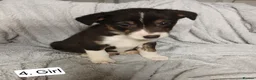 Border Collie dogs for sale: Outstanding Tri-Colour Border Collie Puppies - Advert 10