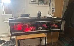 Python Snake reptiles for sale: Two Juvenile Ball Pythons + Vivarium Setup - Image 2