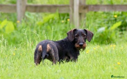 Dachshund dogs for sale: Wire haired Teckel puppies  - Advert 15