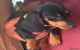 Miniature Dachshund dogs for sale: Miniature Dachshund Reduced - Image 12