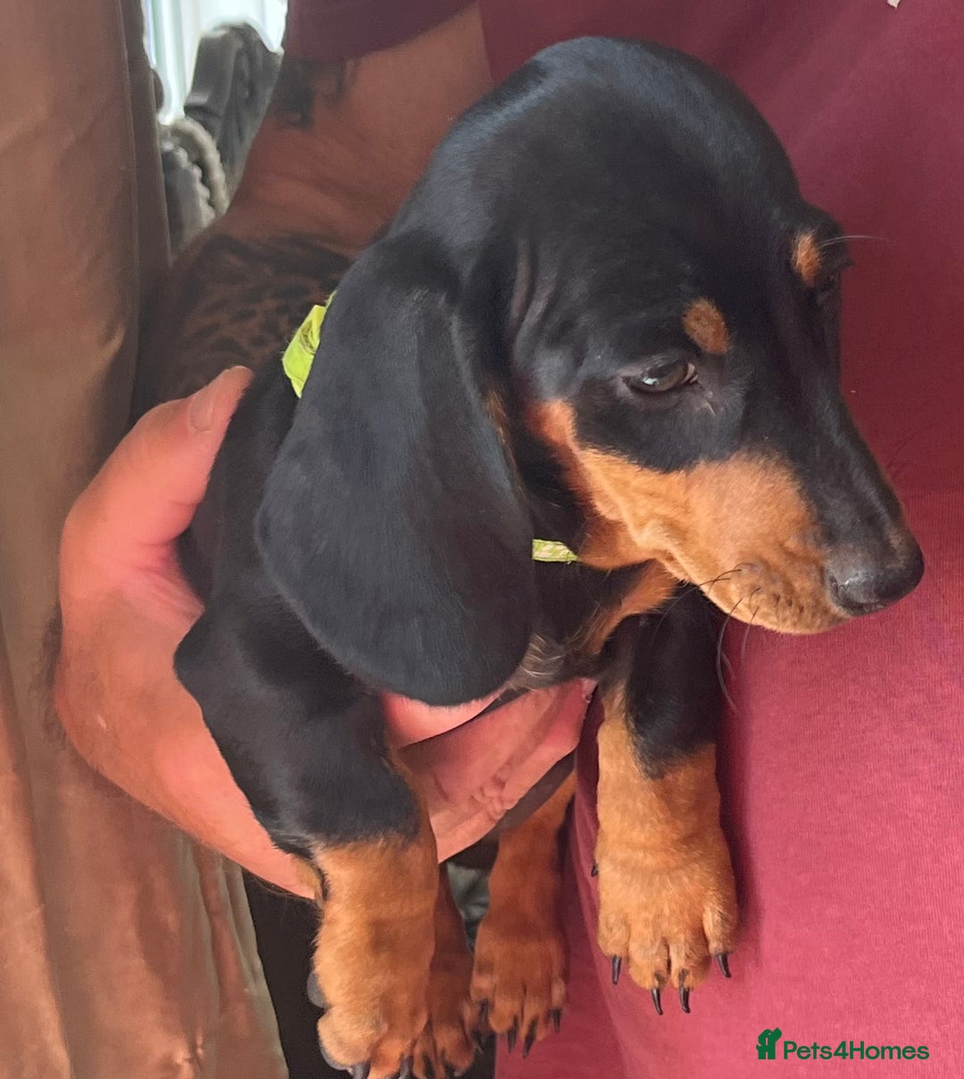 Miniature Dachshund dogs for sale: Miniature Dachshund Reduced - Image 12