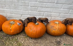 Mixed Breed dogs for sale: Minature Dacshund cross jack Russell  - Image 6