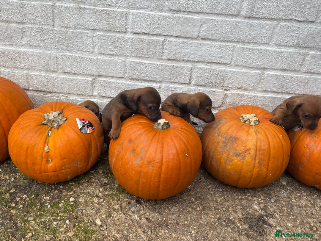 Mixed Breed dogs for sale: Minature Dacshund cross jack Russell  - Image 6
