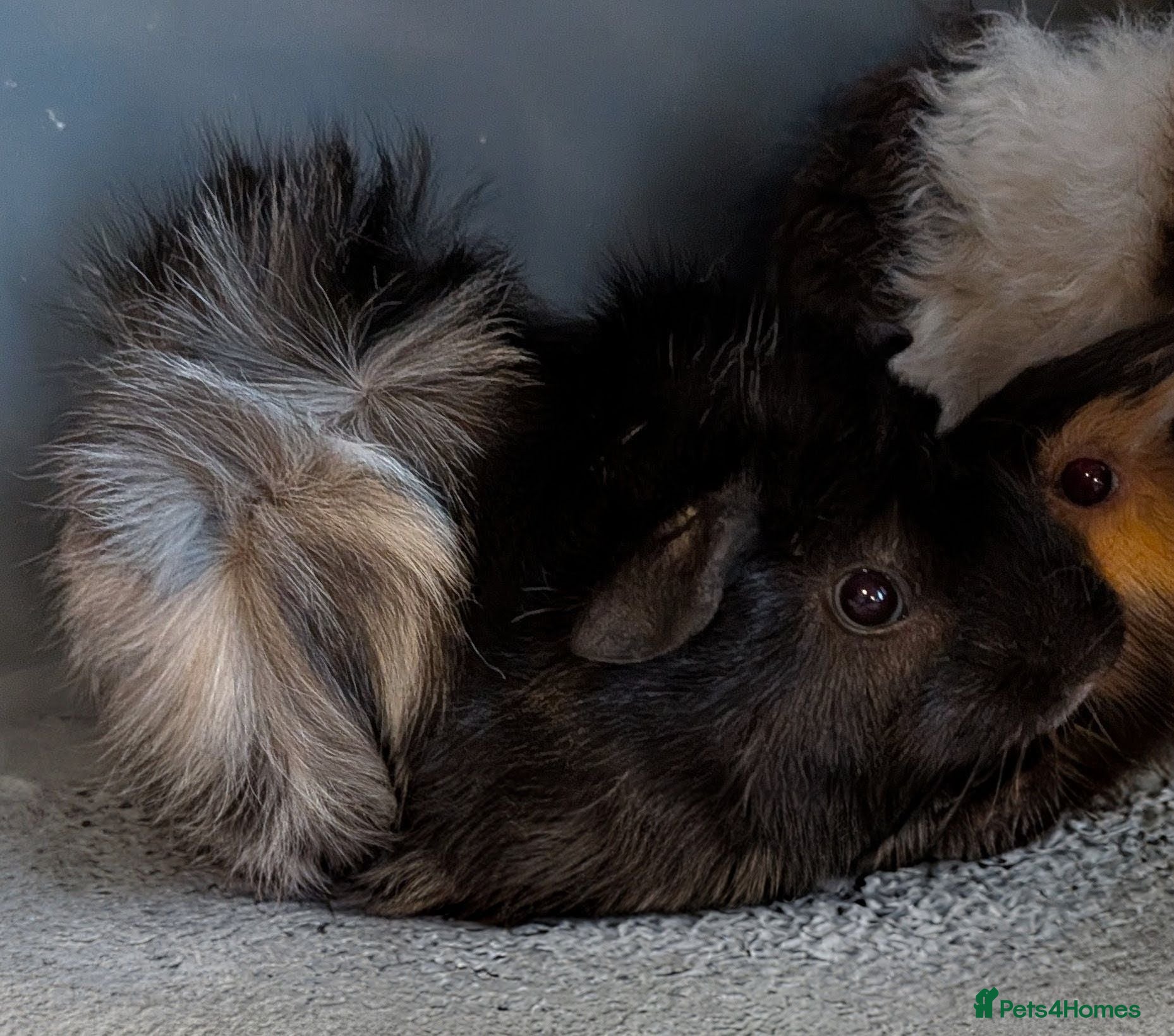 Guinea Pig rodents Beautiful Baby Guinea Pigs  - Advert 9