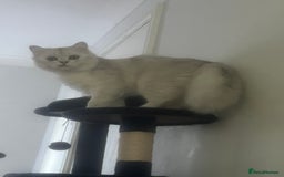 Persian cats for sale: PERSIAN CHINCHILLA - Image 12