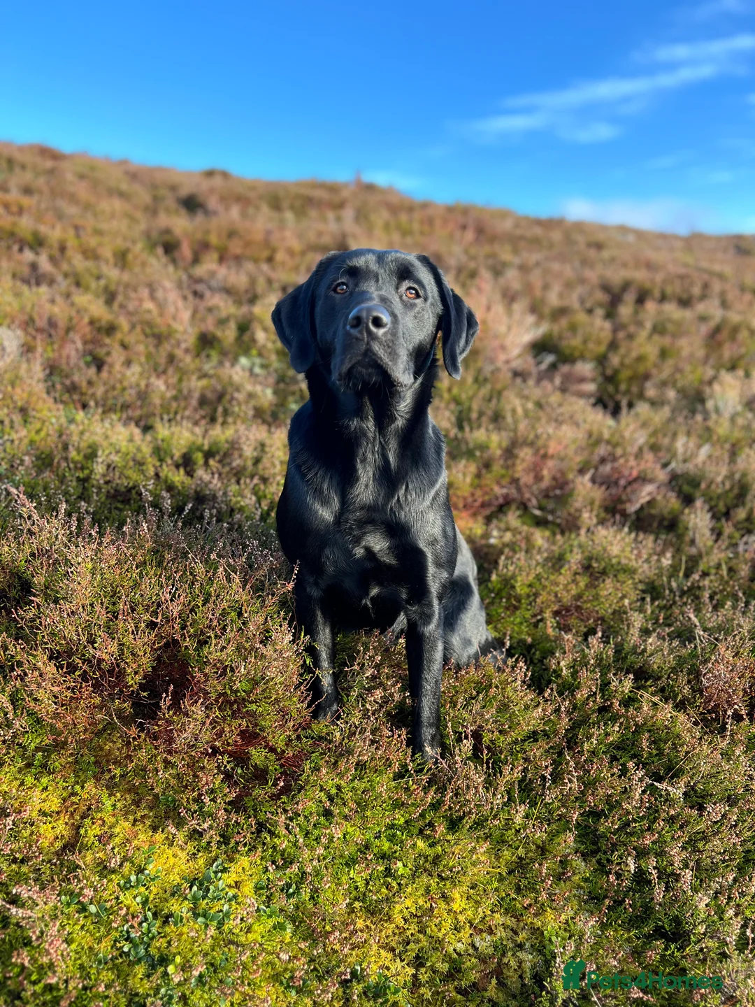 Labrador Retriever dogs for stud: Handsome Working Black Labrador at stud  - Advert 2