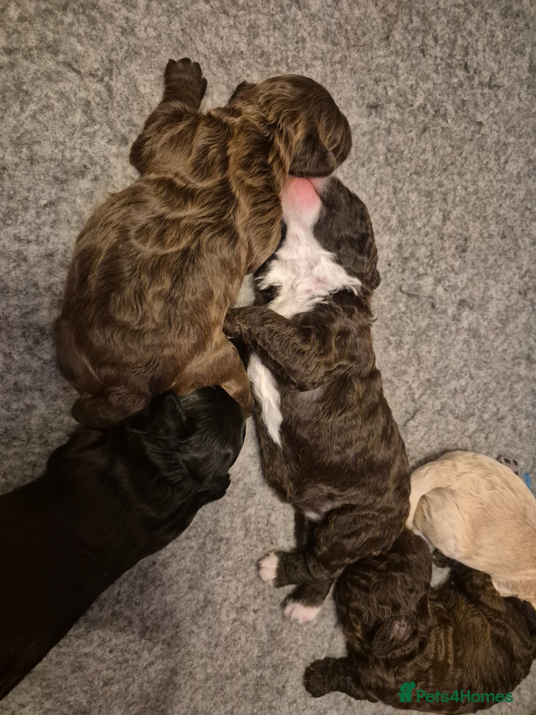 Labradoodle dogs for sale: Stunningly adorable f2b labradoodles! - Advert 31