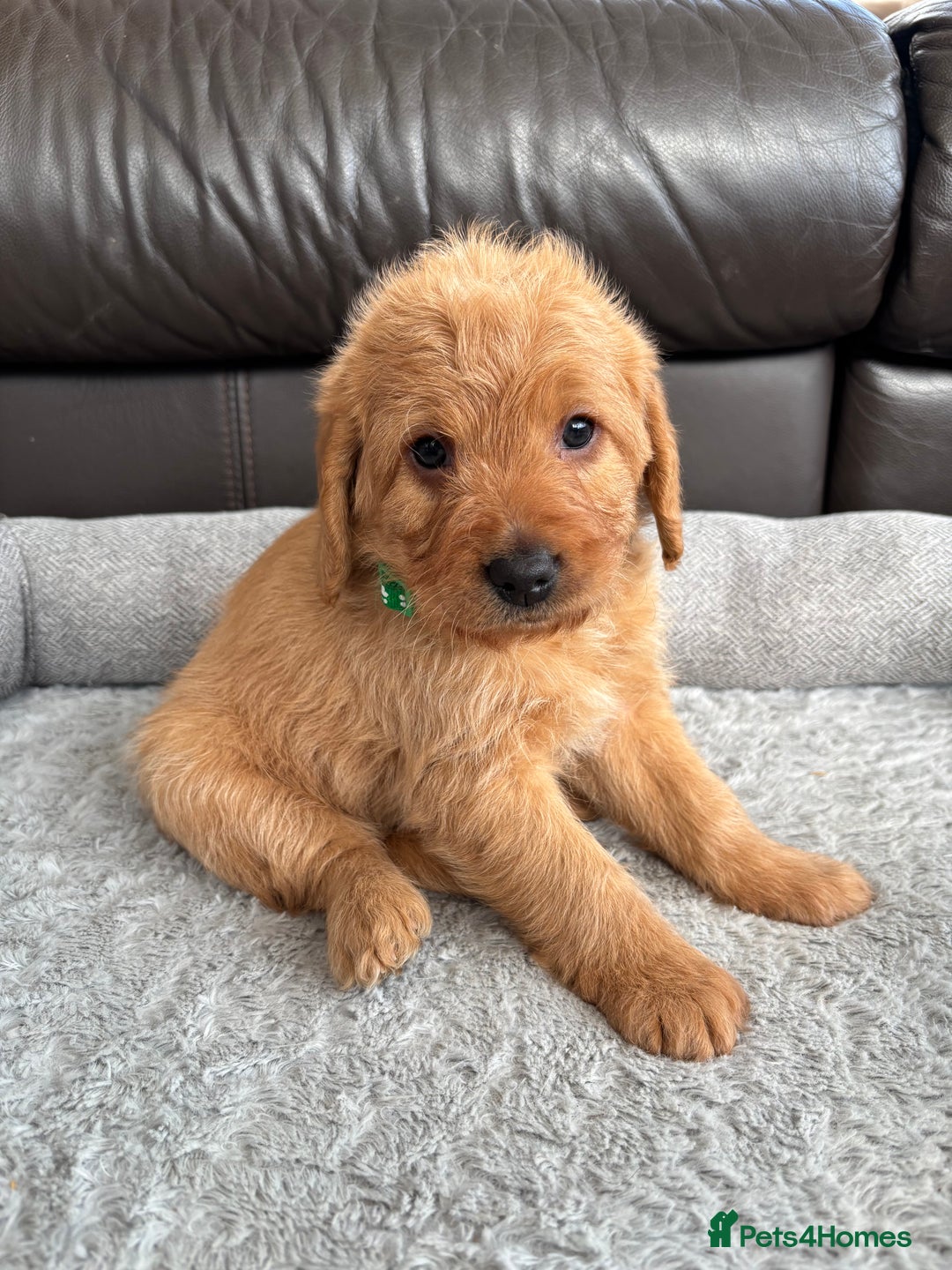 Labradoodle dogs for sale: F1 Labradoodle Puppies - Advert 5