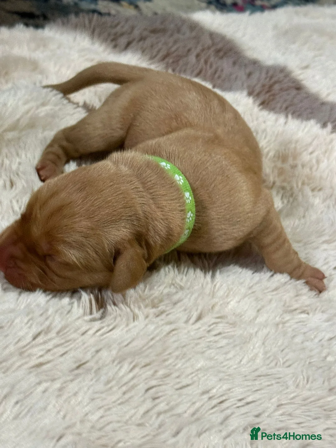 Labrador Retriever dogs for sale: Fox Red Labrador puppies for sale in Rotherham - Advert 2
