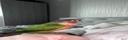 Conures birds for sale: Green cheek conure  - Advert 5