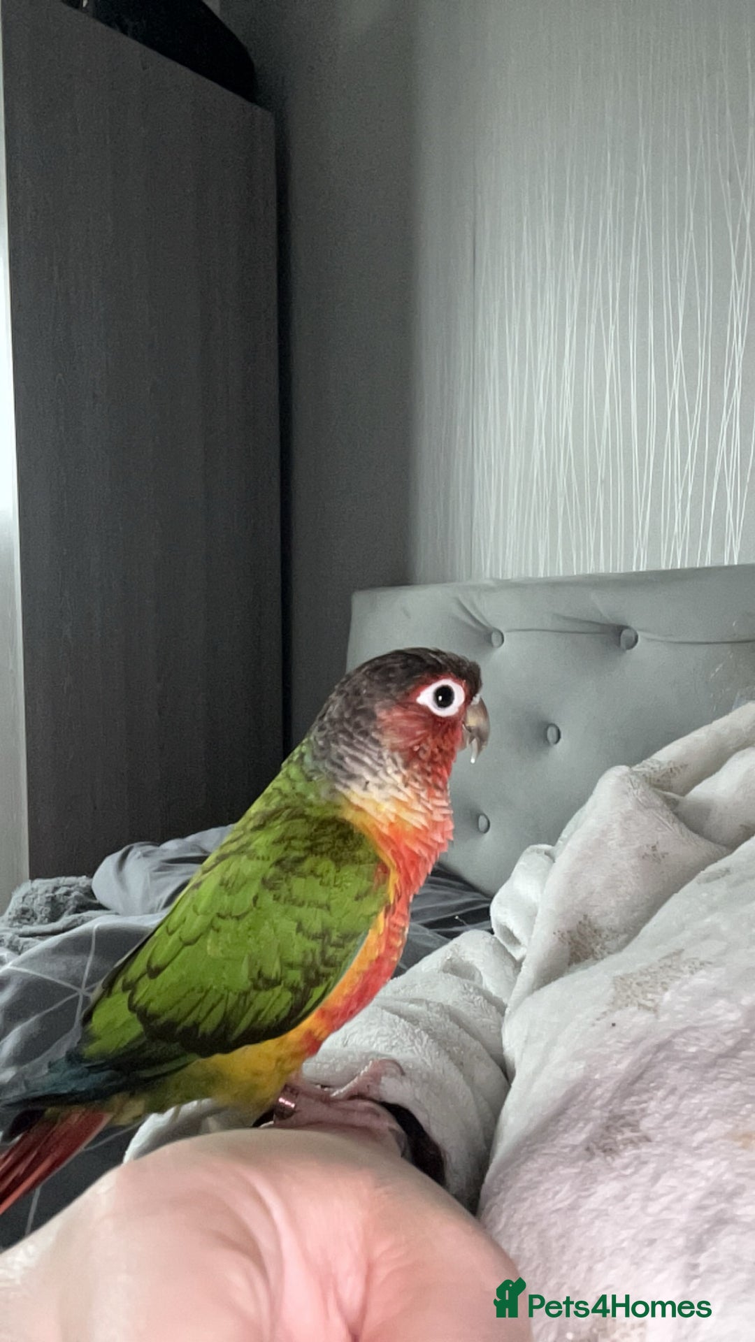 Conures birds for sale: Green cheek conure  - Advert 5