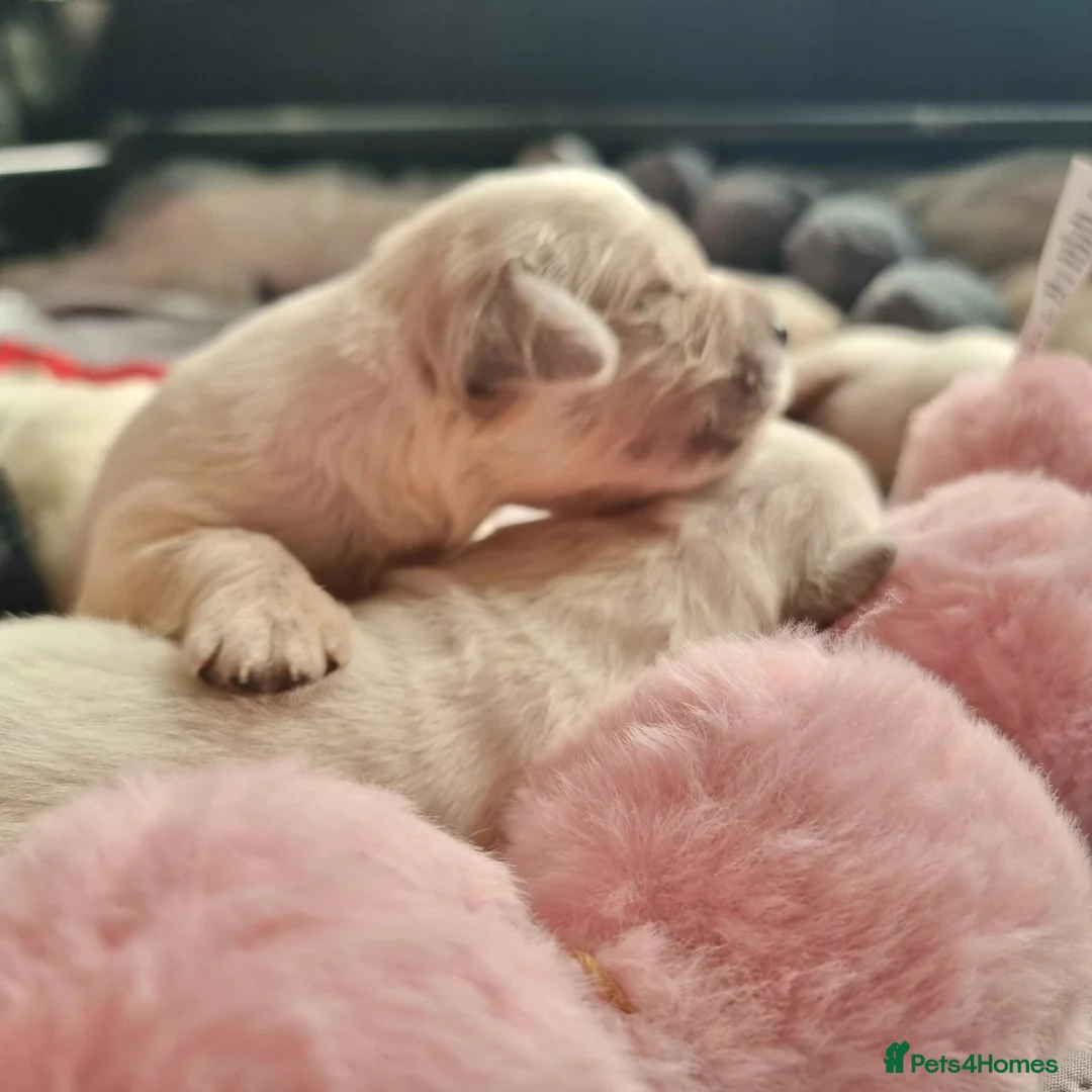 Golden Retriever dogs for sale: KC Golden Retriever Puppies – Waiting List Open - Advert 2