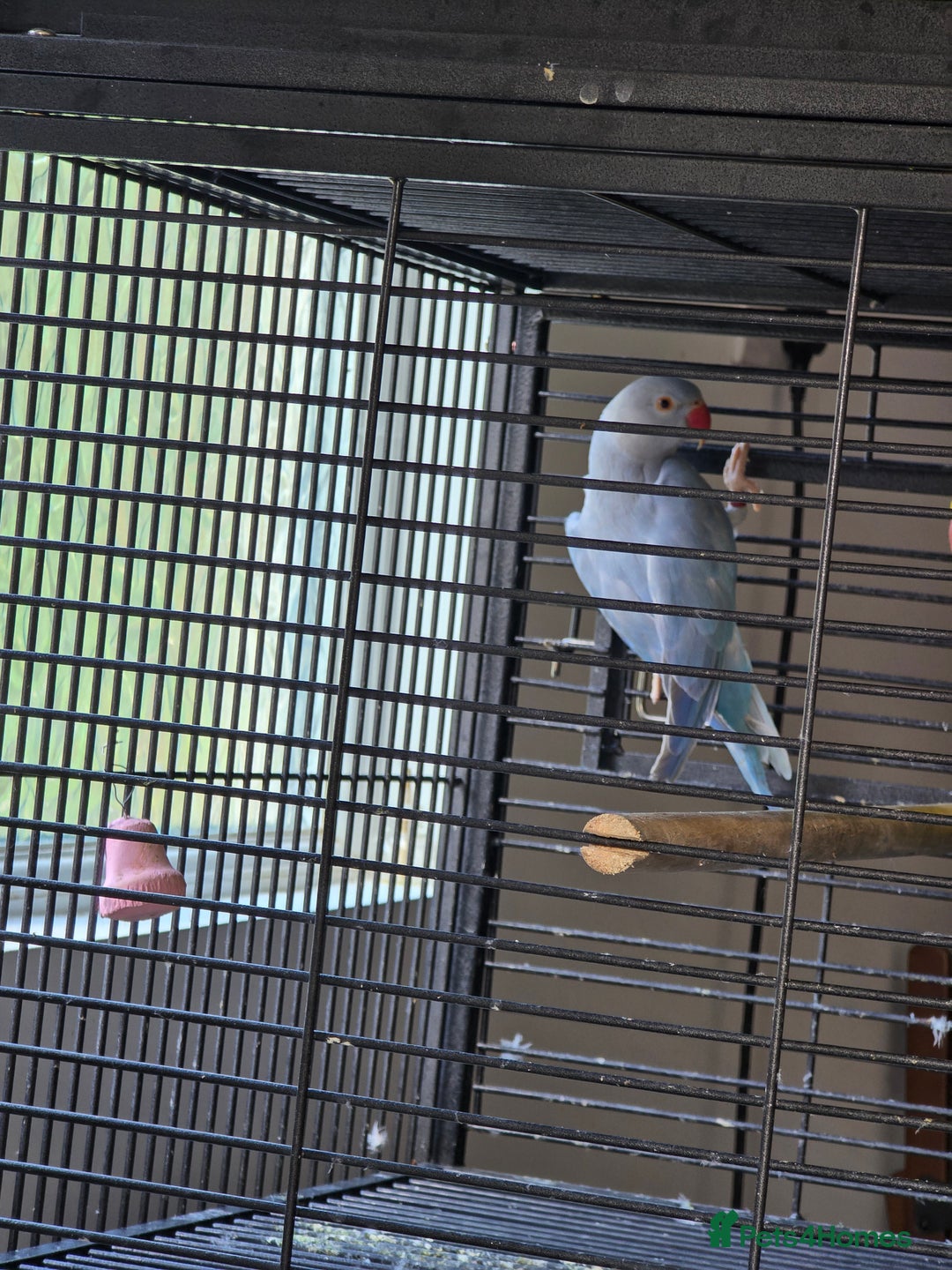 Ringnecks birds for sale: Alexandrine/Indian ringneck - Image 3
