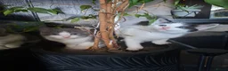 Mixed Breed cats for sale: Fluffy playfull healthy kittens - Advert 9