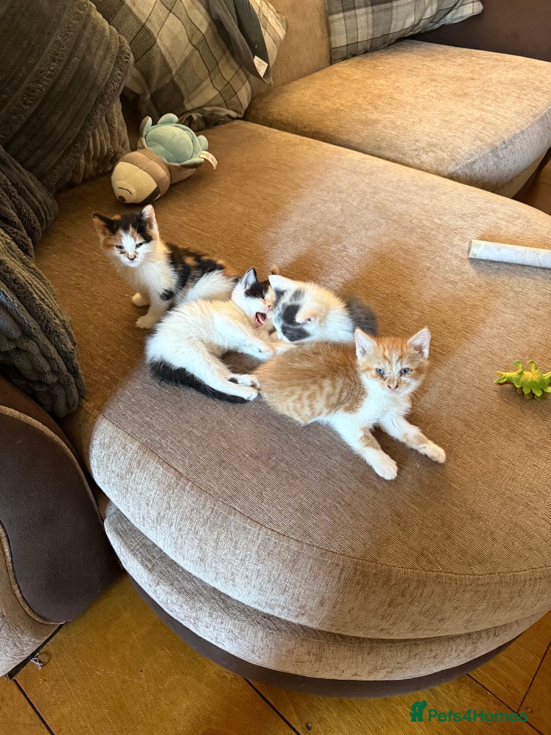 British Shorthair cats for sale: Stunning colour litter of kittens  - Image 1