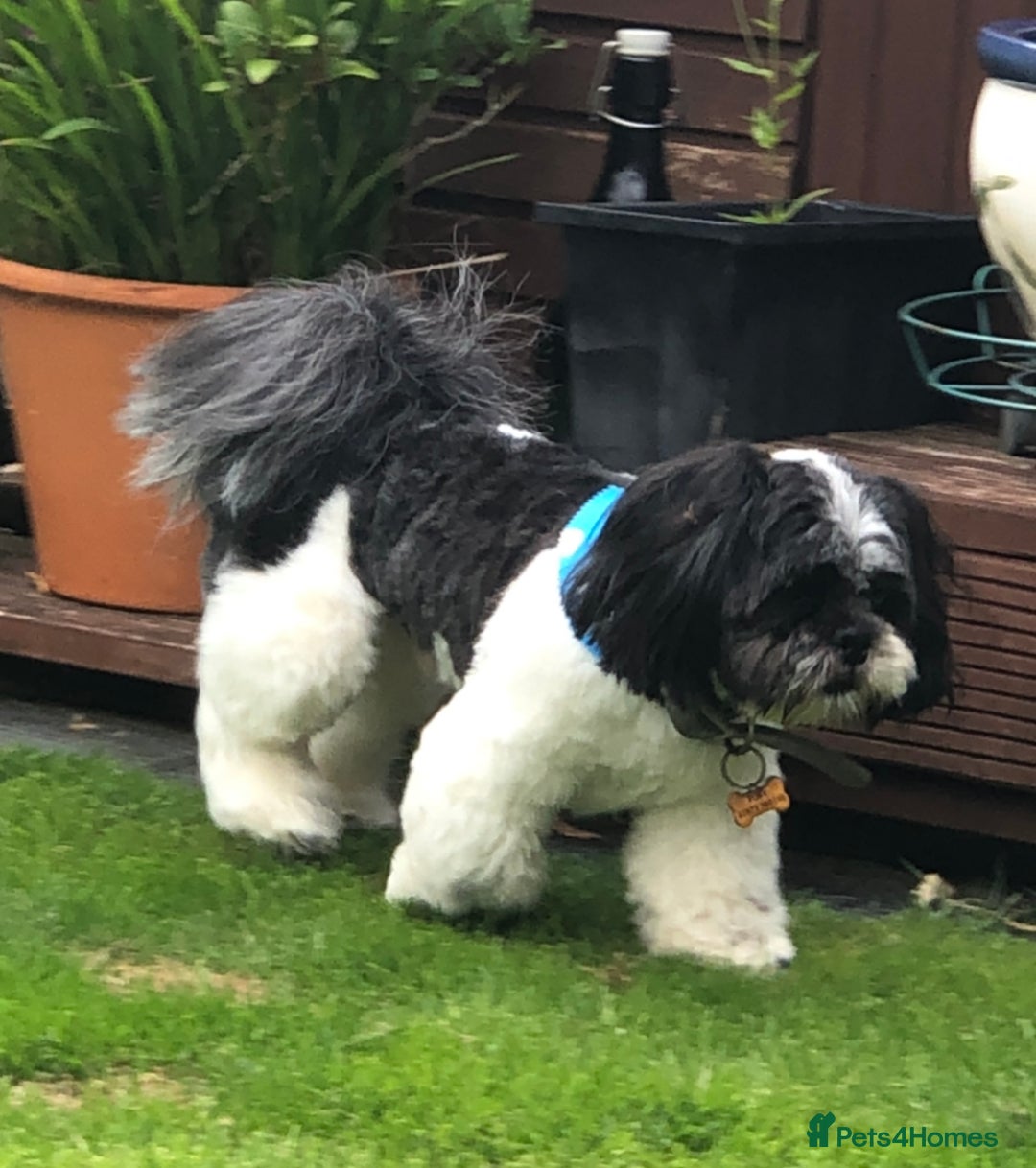 Lhasa Apso dogs for stud: Proven KC Registered Lhasa Apso Stud Toby in York - Advert 2