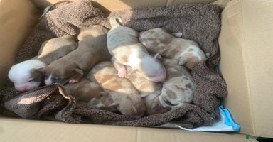 Mixed Breed dogs - Advert 12