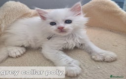 Maine Coon cats for sale: Mainecoon kittens some Polydactyl  - Image 2