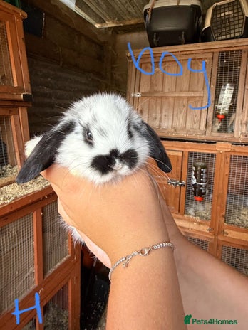 Mini Lop rabbits - Advert 13