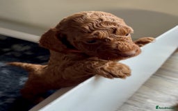 Cockapoo dogs for sale: Stunning Fox Red F1B Cockapoos only 1 girls left - Image 14