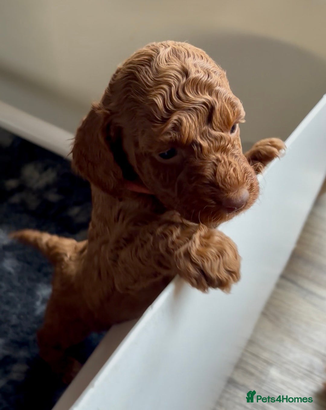 Cockapoo dogs for sale: Stunning Fox Red F1B Cockapoos only 1 girls left - Image 14