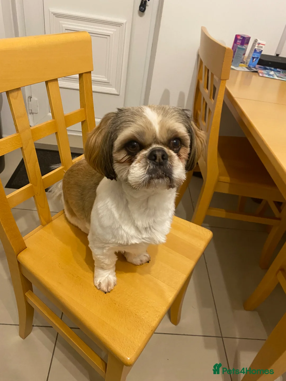 Shih Tzu dogs for sale: Male shih tzu in Sheffield - Advert 1