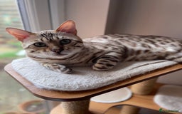 Bengal cats for sale: Beautiful Bengal boy - Image 2