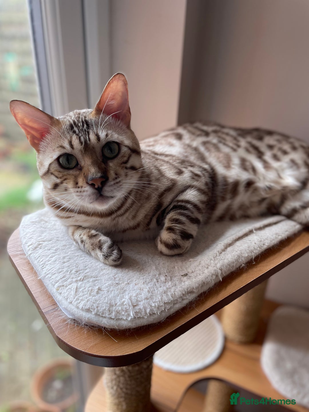 Bengal cats for sale: Beautiful Bengal boy - Image 2