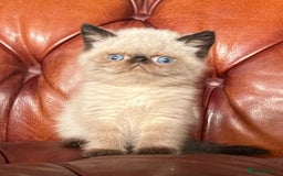 Exotic cats for sale: Last Remaining Exotic Shorthair Boy - Image 6