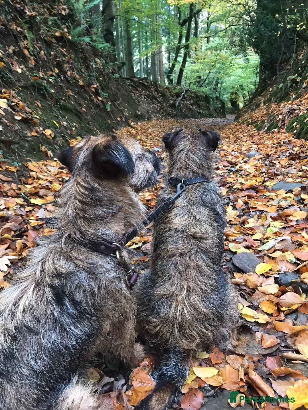 Border Terrier dogs for sale: Mother & Daughter border terrier  - Advert 5