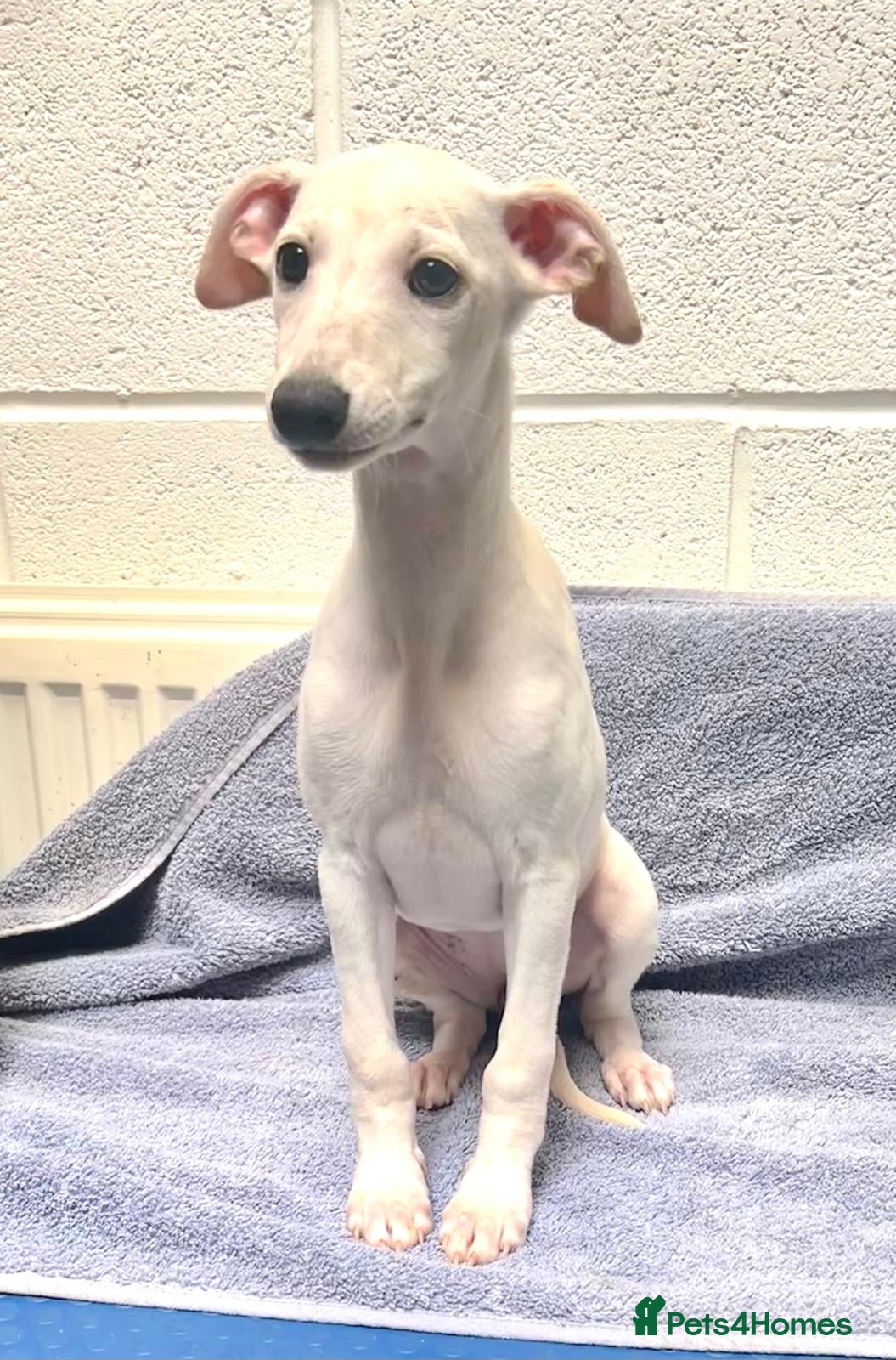Whippet dogs Drelincourts KC Reg Cream/white Whippet Puppies - Advert 3