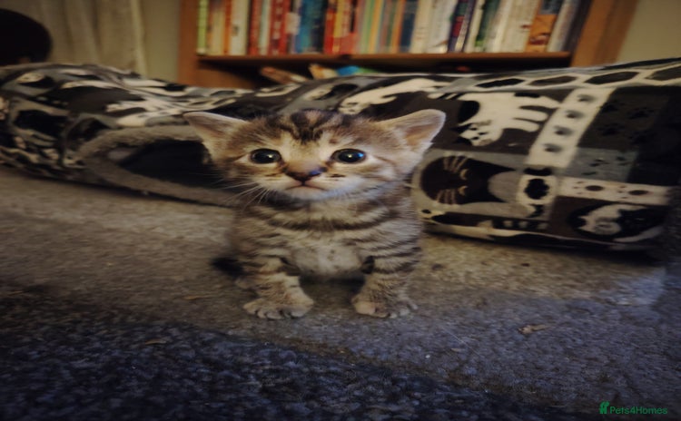 Mixed Breed cats - Advert 13