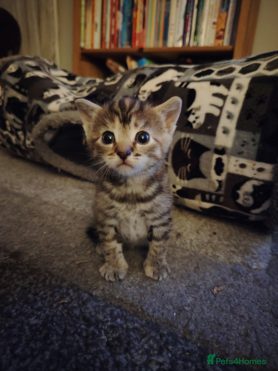 Mixed Breed cats for sale: Two female kitten's available  - Image 1