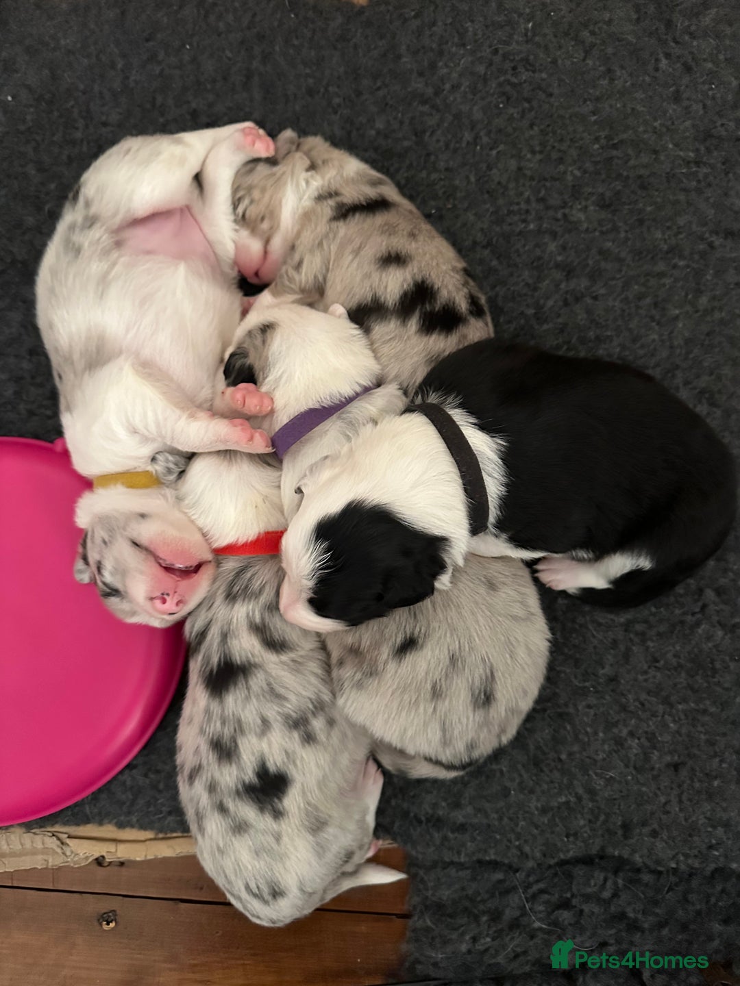Border Collie dogs for sale: Beautiful litter of 8 border collies puppies - Advert 8