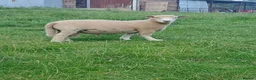 Sheep livestock for sale: 1yr old Ryeland Male Tup  - Advert 2