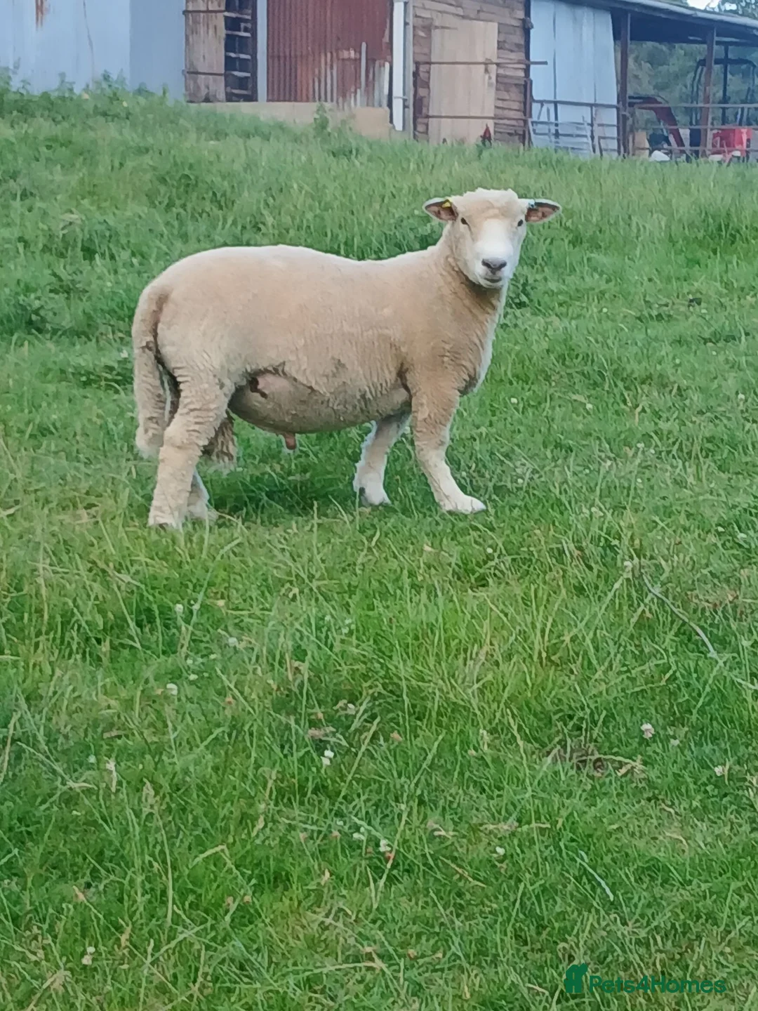 Sheep livestock for sale: 1yr old Ryeland Male Tup  - Advert 2
