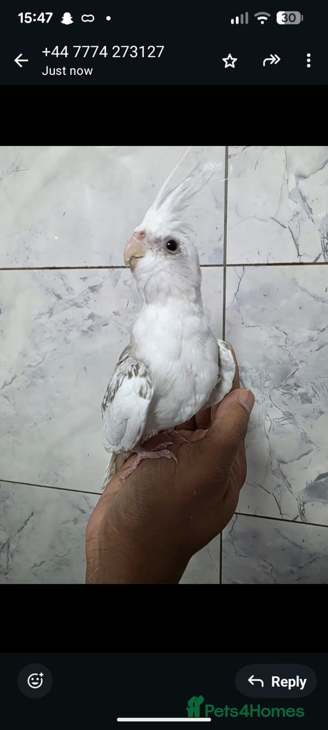 Cockatiels birds for sale: Silly hand tamed baby cockatiels for sale  - Advert 3