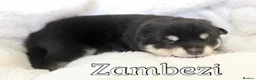 Pomsky dogs for sale: Stunning F3 Pomsky Puppies - Advert 15