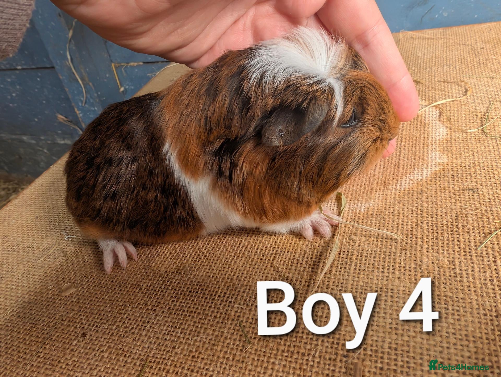 Guinea Pig rodents Funky breed baby guinea pigs  - Advert 1