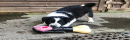 Border Collie dogs for sale: QUALITY BORDER COLLIE PUPPIES CHAMPION LINES in Cardiff - Advert 7