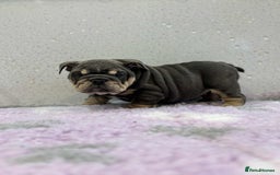 English Bulldog dogs for sale: English bulldog puppies  - Image 2