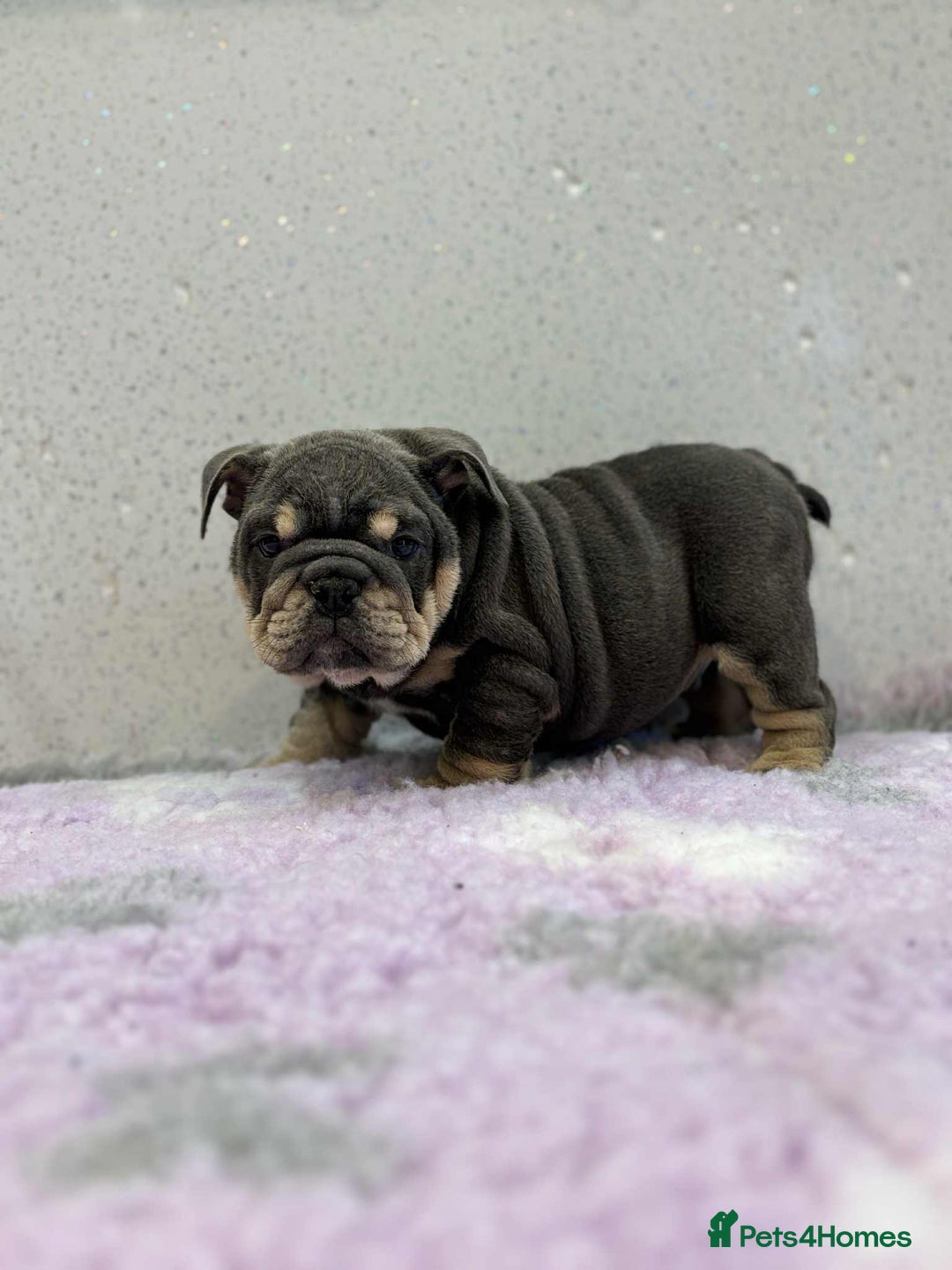 English Bulldog dogs for sale: English bulldog puppies  - Image 2